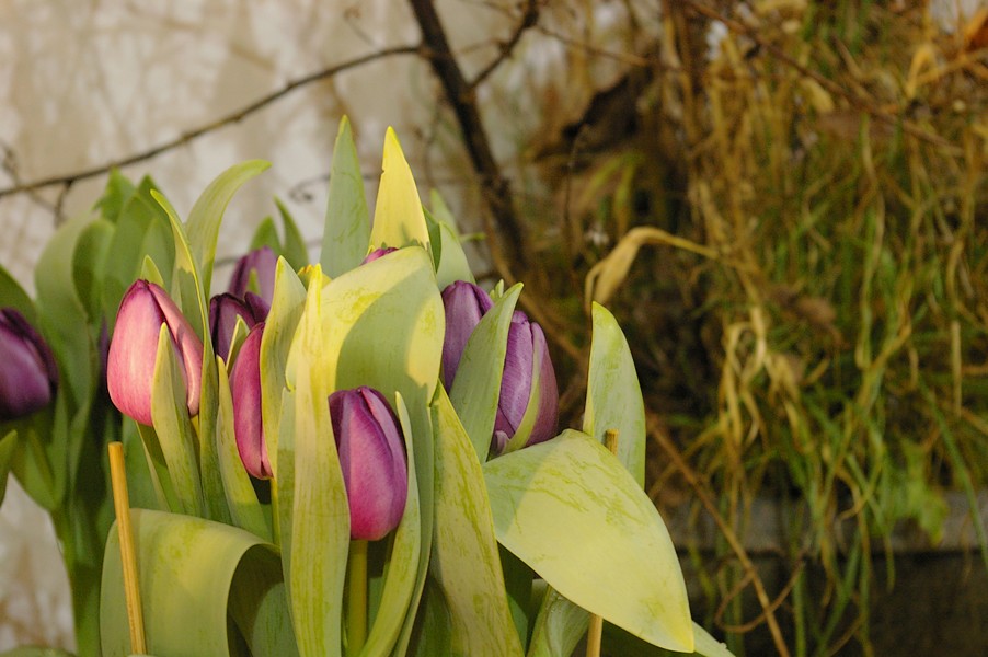 macro fleurs: macro fleurs 019